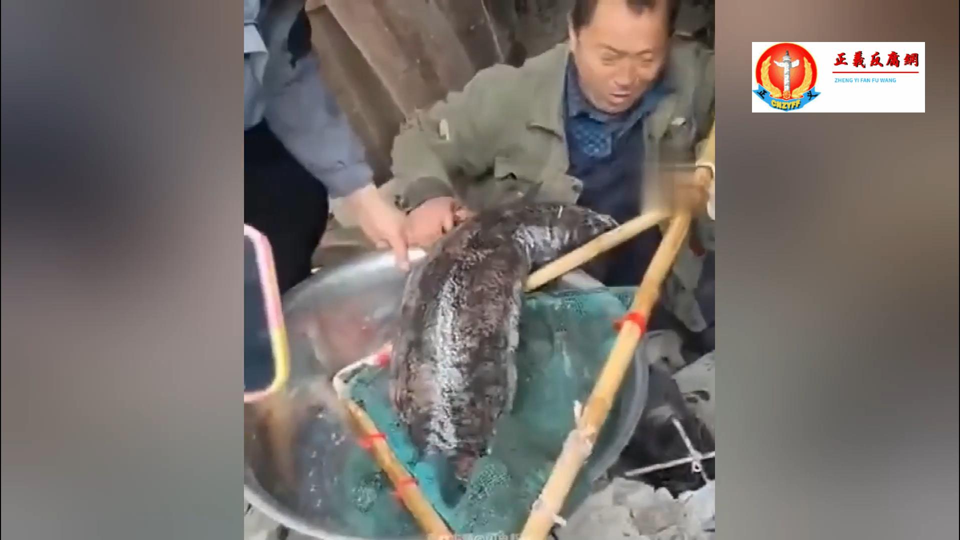 拆房发现娃娃鱼.jpg 拆房发现娃娃鱼.jpg